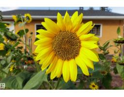 10466 159 St Nw, Edmonton, AB T5P3A7 Photo 38