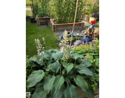 5614 Allbright Bay Ba Sw, Edmonton, AB T6W3H6 Photo 60