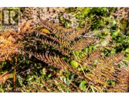 Lot H Chantrelle Way, Campbell River, BC V9H1B1 Photo 8