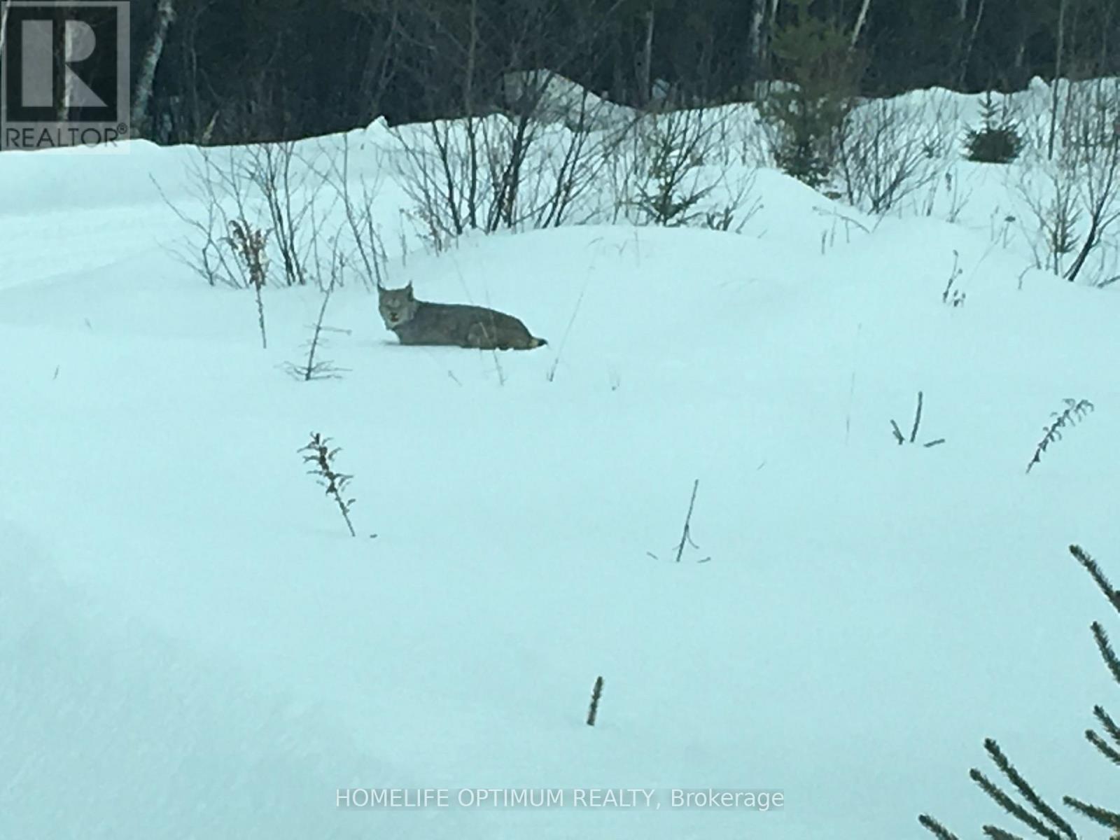 Dale Township, Sudbury Remote Area, ON photo 41