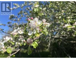 917 Highway 335, West Pubnico, NS B0W3S0 Photo 46