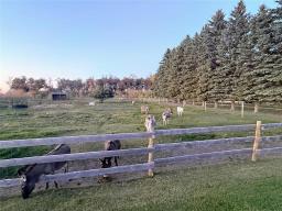 99149 82w Road, Birnie, MB R0J1H0 Photo 26