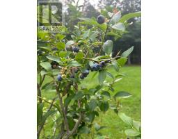33 Grange Street, Pictou, NS B0K1H0 Photo 25