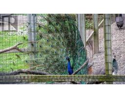 Rear - 95 Parkside Drive, Toronto, ON M6R2Y8 Photo 49