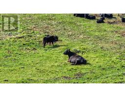 715689 1st Line, Mono, ON L9V1B1 Photo 9