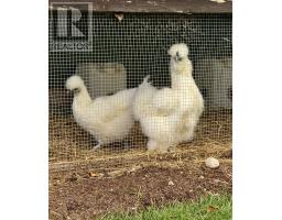 24 Farm Road thumbnail 16
