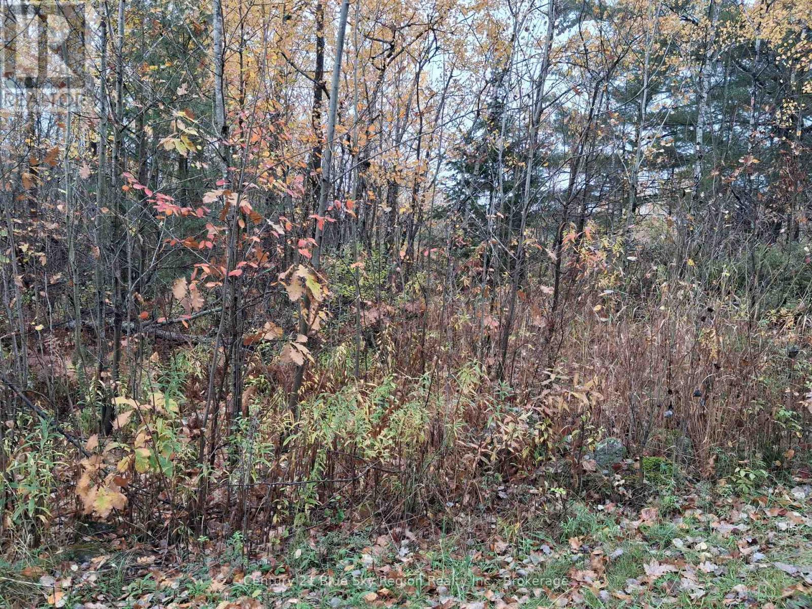 0 Bear Creek Road — photo 2