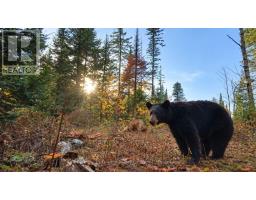 22934 62 Highway S, Limerick, ON K0L1W0 Photo 46