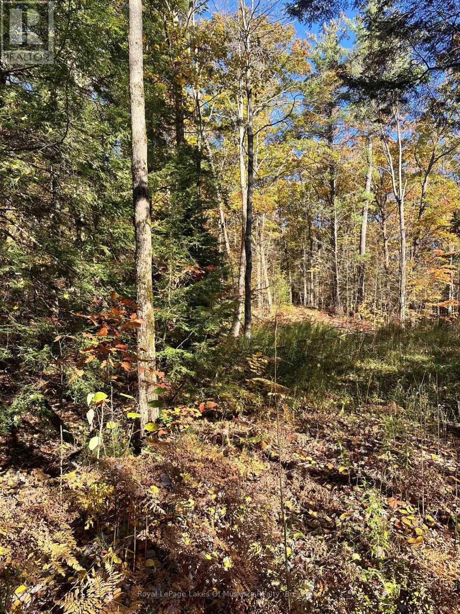 1101 Doe Lake photo 4