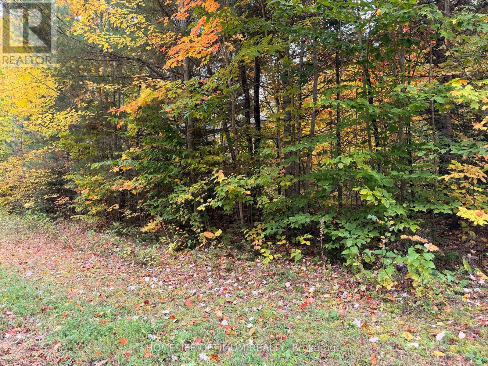 PT LT 26 CON A LOGGERS ROAD, Head, Clara and Maria — photo 2
