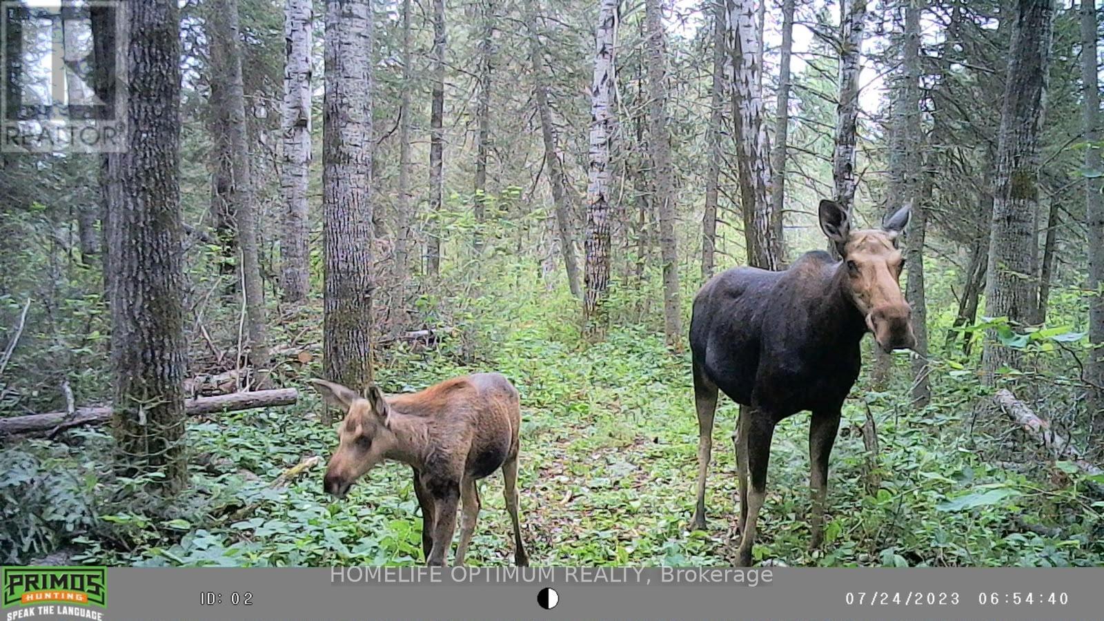 PCL 3898 BRISTOL TOWNSHIP MINING CLAIM P. 8531, Timmins (MTJ - Mountjoy Rural) — photo 11