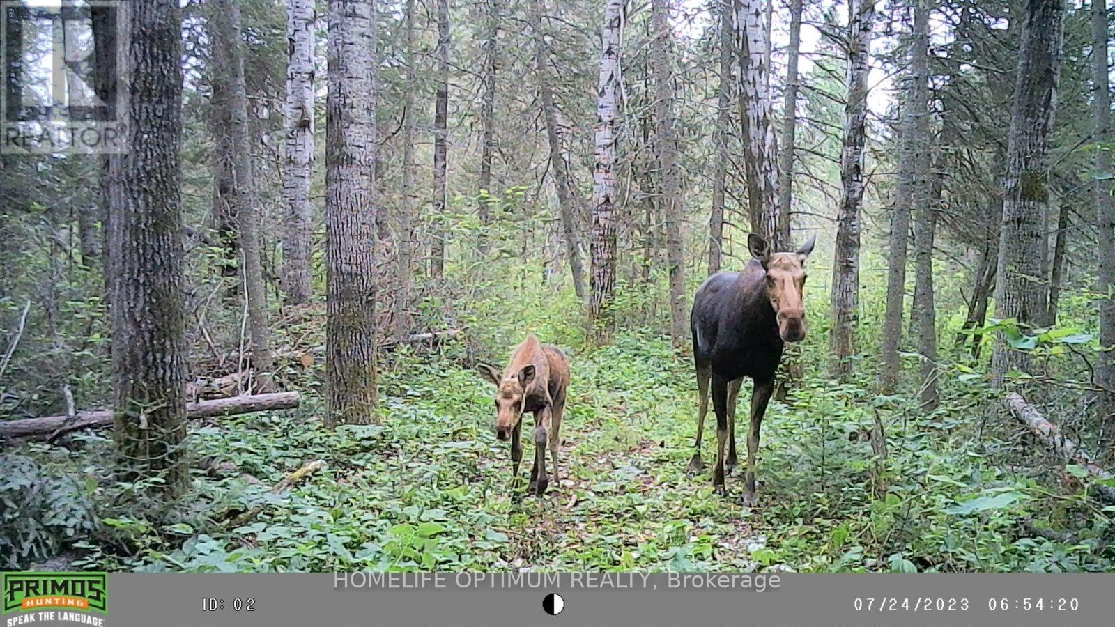 MINING CLAIM P. 8531, Timmins, ON photo 15