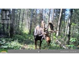 Pcl 3898 Bristol Township Mining Claim P. 8531, Timmins, ON P4R0E7 Photo 10