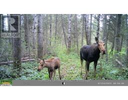 Pcl 3898 Bristol Township Mining Claim P. 8531, Timmins, ON P4R0E7 Photo 11