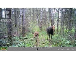 Pcl 3898 Bristol Township Mining Claim P. 8531, Timmins, ON P4R0E7 Photo 15