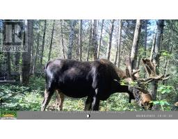 Pcl 3898 Bristol Township Mining Claim P. 8531, Timmins, ON P4R0E7 Photo 8
