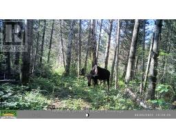Pcl 3898 Bristol Township Mining Claim P. 8531, Timmins, ON P4R0E7 Photo 9