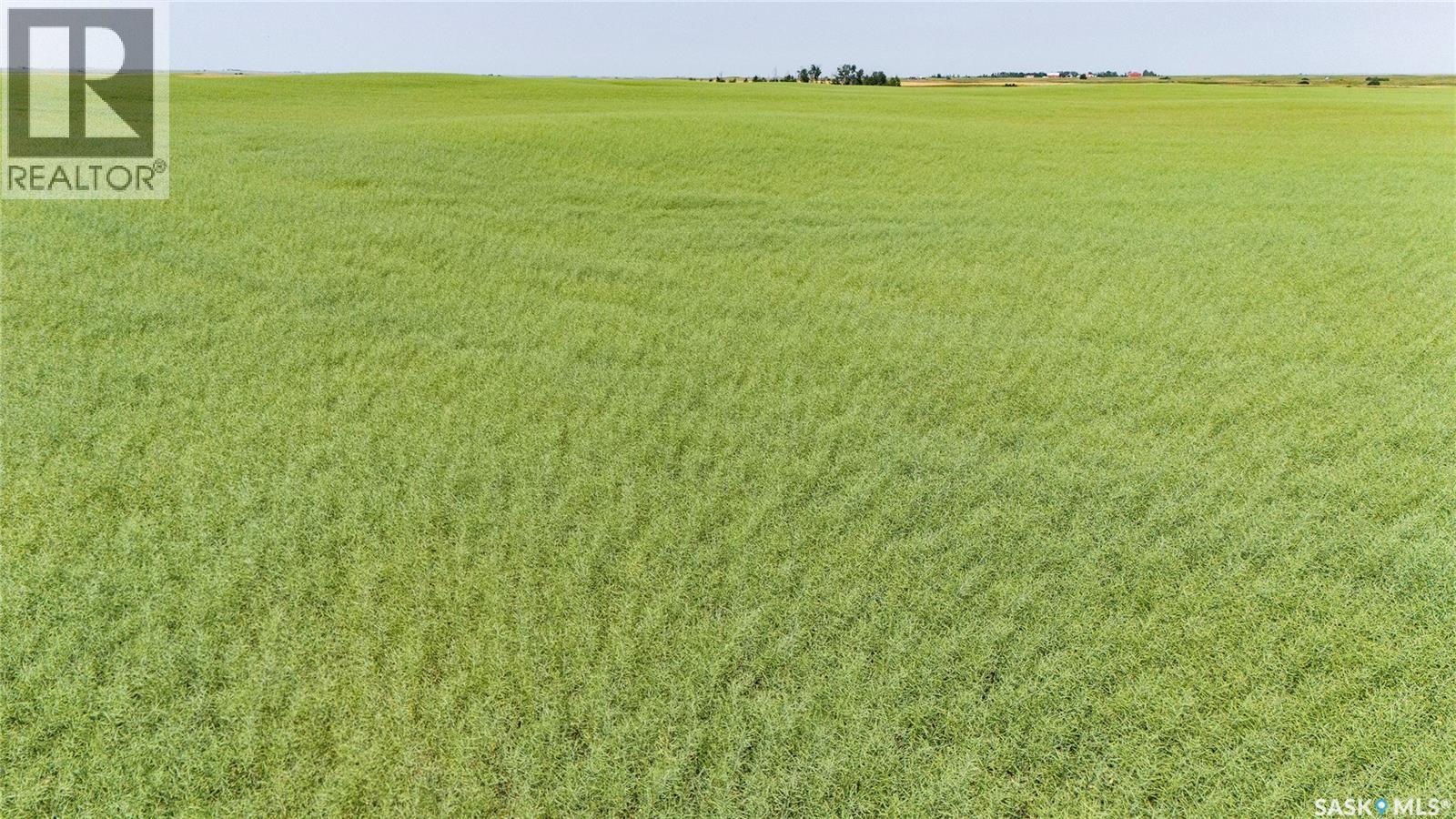 4.8 Quarters of Grainland Near Dilke, SK (Flavel), Dilke — photo 4
