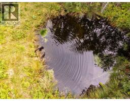 Dogs in the pond. August 2024.