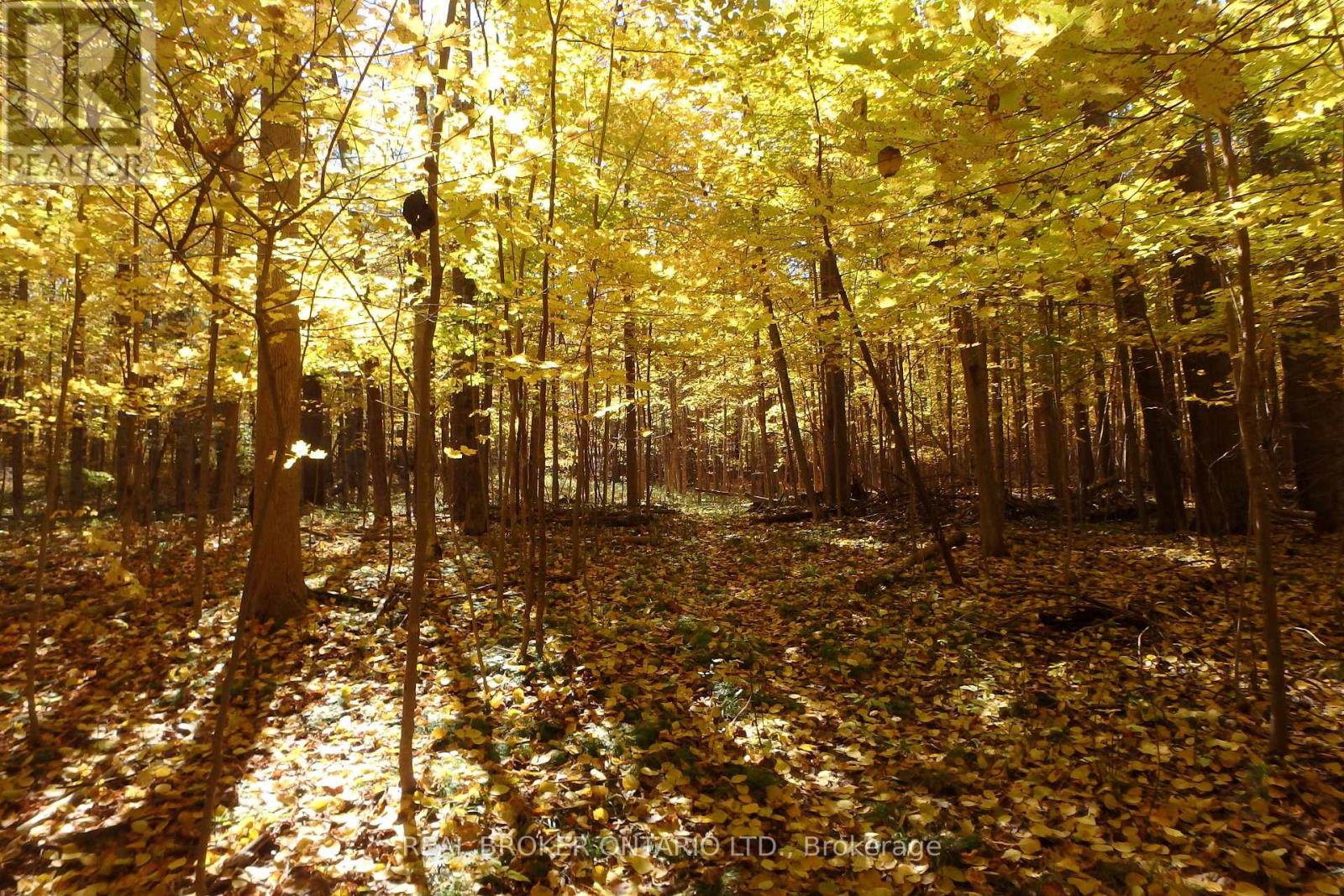 Enjoy fall colours in your own backyard