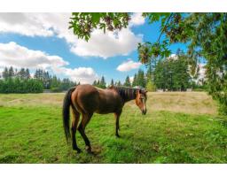 5299 245a Street, Langley, BC V2Z1H8 Photo 7