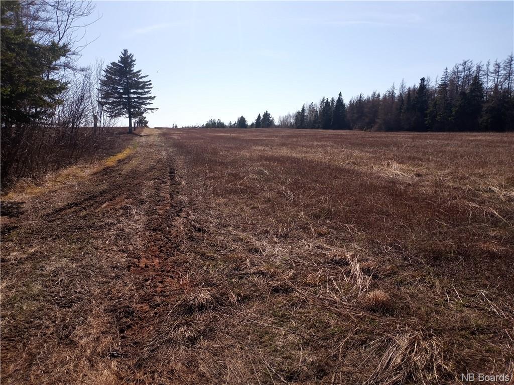 12.8 Acres Lot Route 11, Pokemouche, New Brunswick  E8P 1J7 - Photo 8 - NB072810