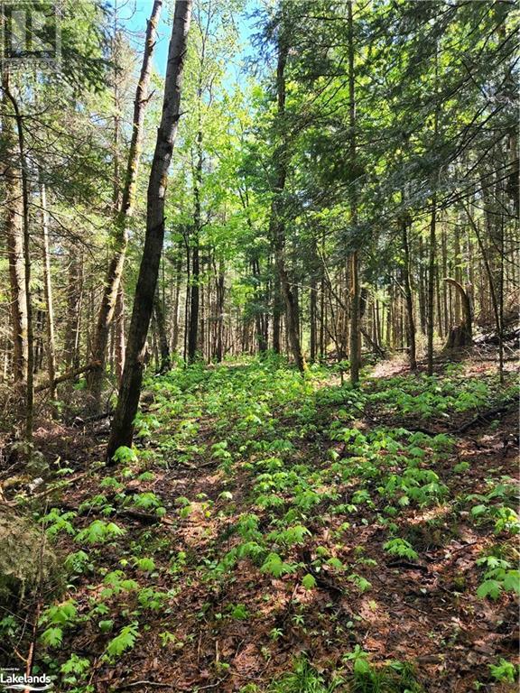 1298 Skyline Drive, Armour, Ontario  P0A 1C0 - Photo 9 - 40312373