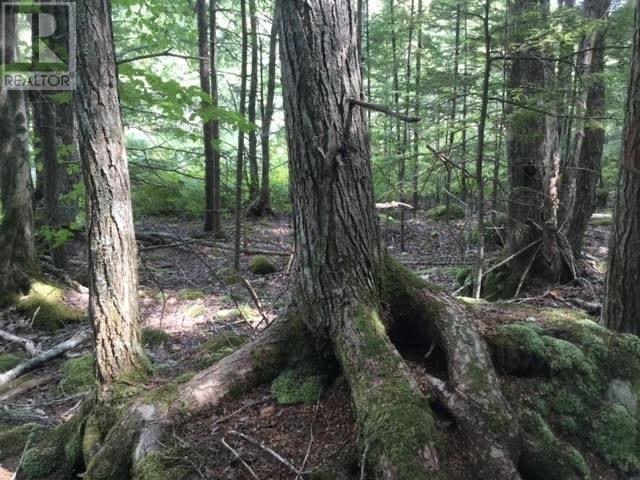 Lot 10 Nathan Croft Road, Camperdown, Nova Scotia  B4V 6T9 - Photo 4 - 202220873