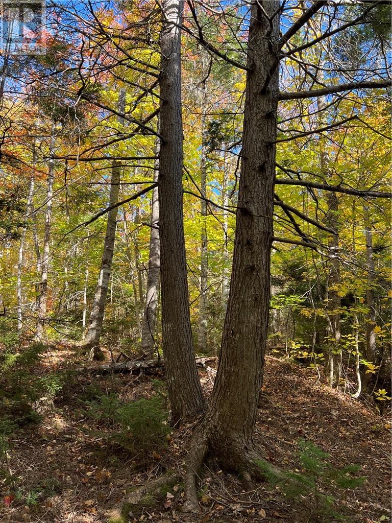 Lorem Ipsum Dolor Sit Am, Irishtown, New Brunswick  E1H  - Photo 17 - DEMO24962242