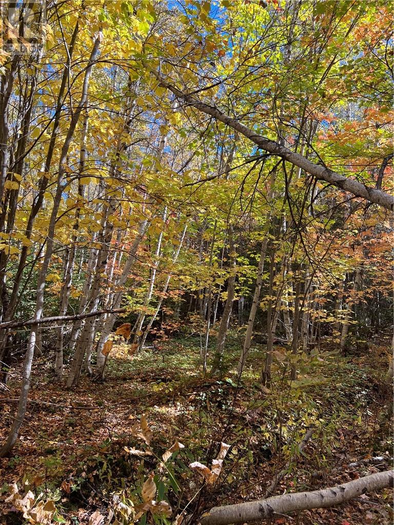 Lorem Ipsum Dolor Sit Am, Irishtown, New Brunswick  E1H  - Photo 23 - DEMO24962242
