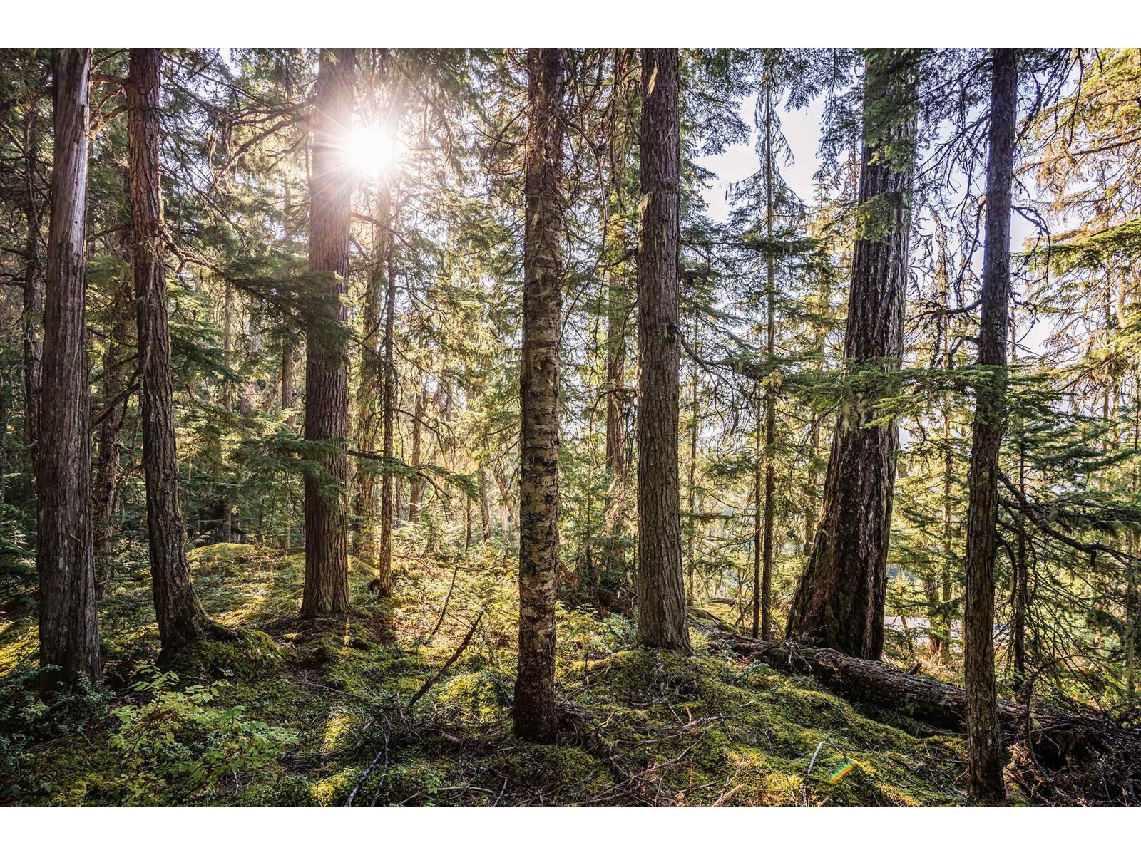 Lorem Ipsum Dolor, Whistler, British Columbia  V8E  - Photo 9 - DEMO25125563
