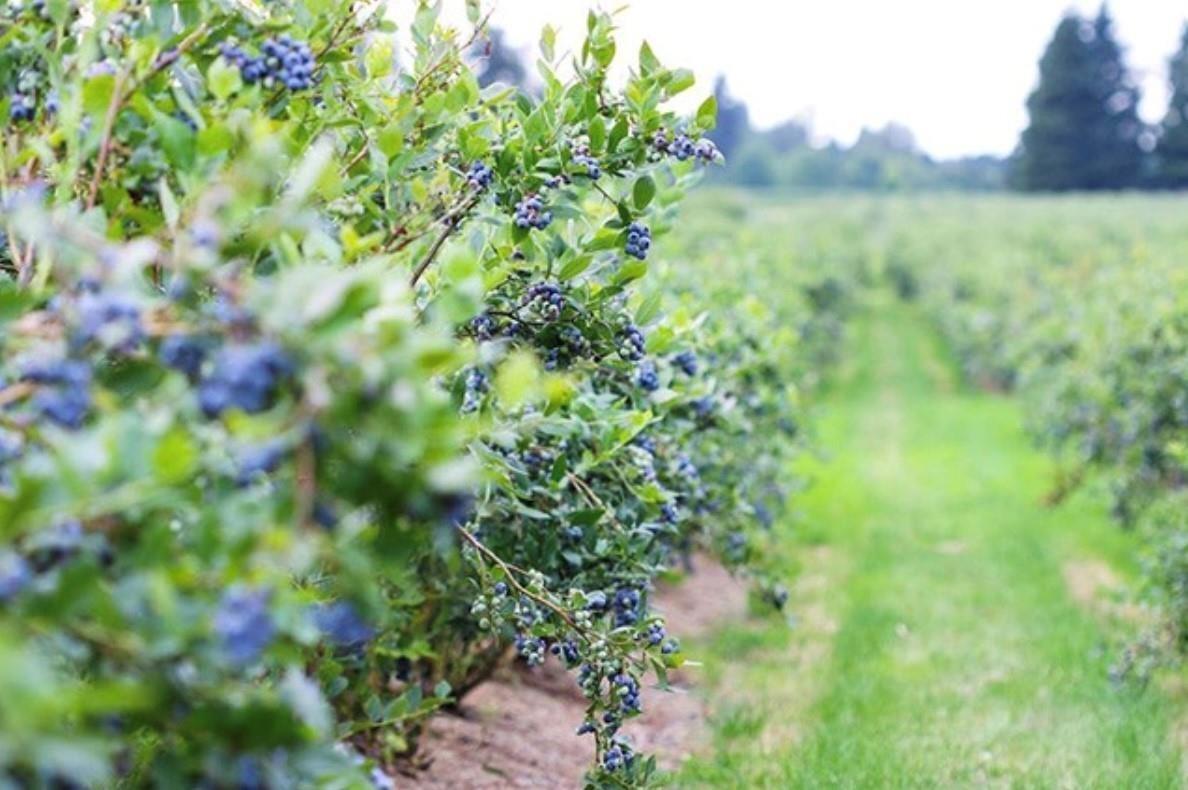 9340 No. 6 Road, Richmond, British Columbia  V6W 1E4 - Photo 15 - R2745018