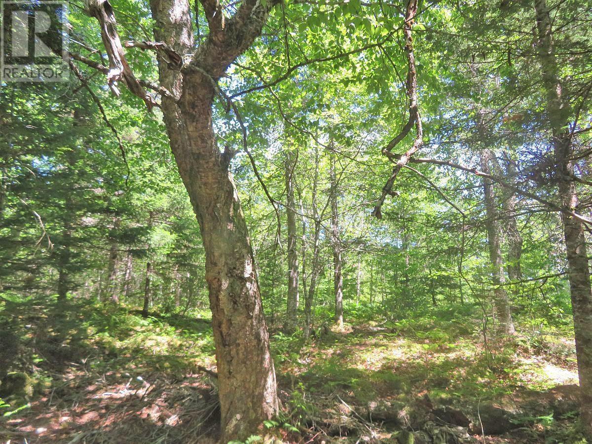 Lorem Ipsum Dolor Sit Am, French Road, Nova Scotia  B1K  - Photo 21 - DEMO25195439