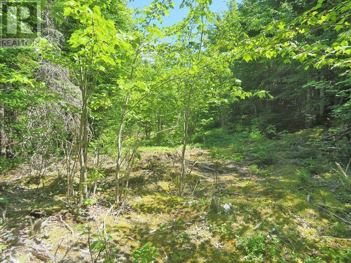 Lorem Ipsum Dolor Si, French Road, Nova Scotia  B1K  - Photo 25 - DEMO25195495