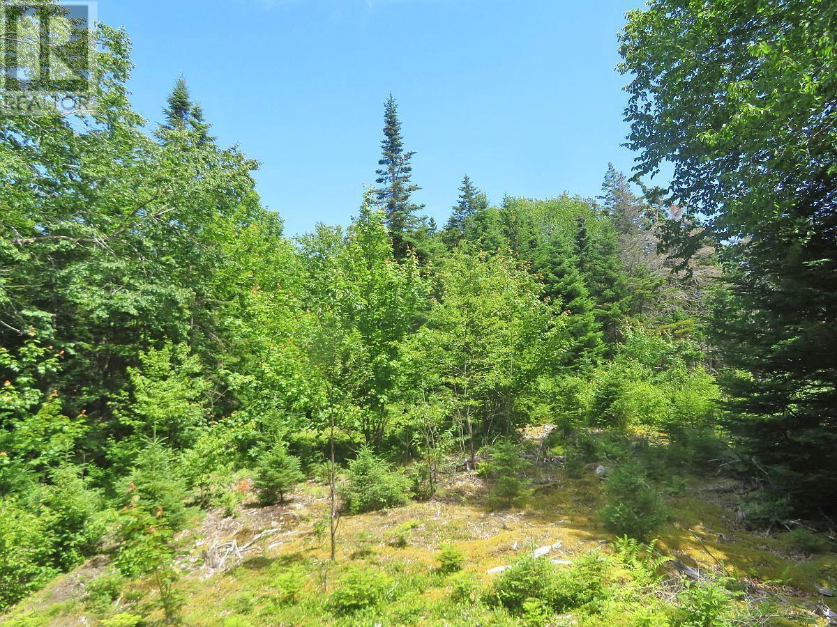 Lorem Ipsum Dolor Si, French Road, Nova Scotia  B1K  - Photo 27 - DEMO25195495