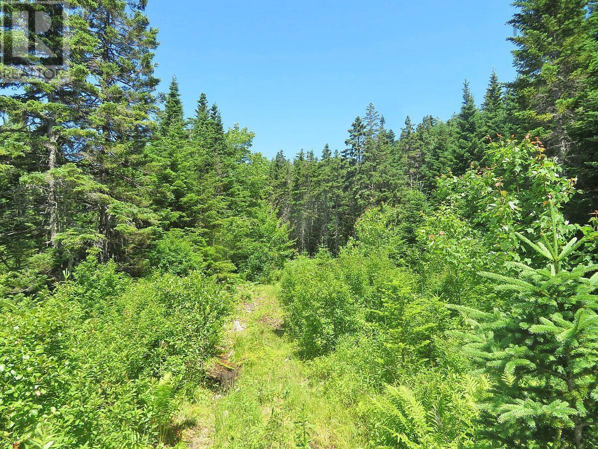 Lorem Ipsum Dolor Si, French Road, Nova Scotia  B1K  - Photo 28 - DEMO25195495