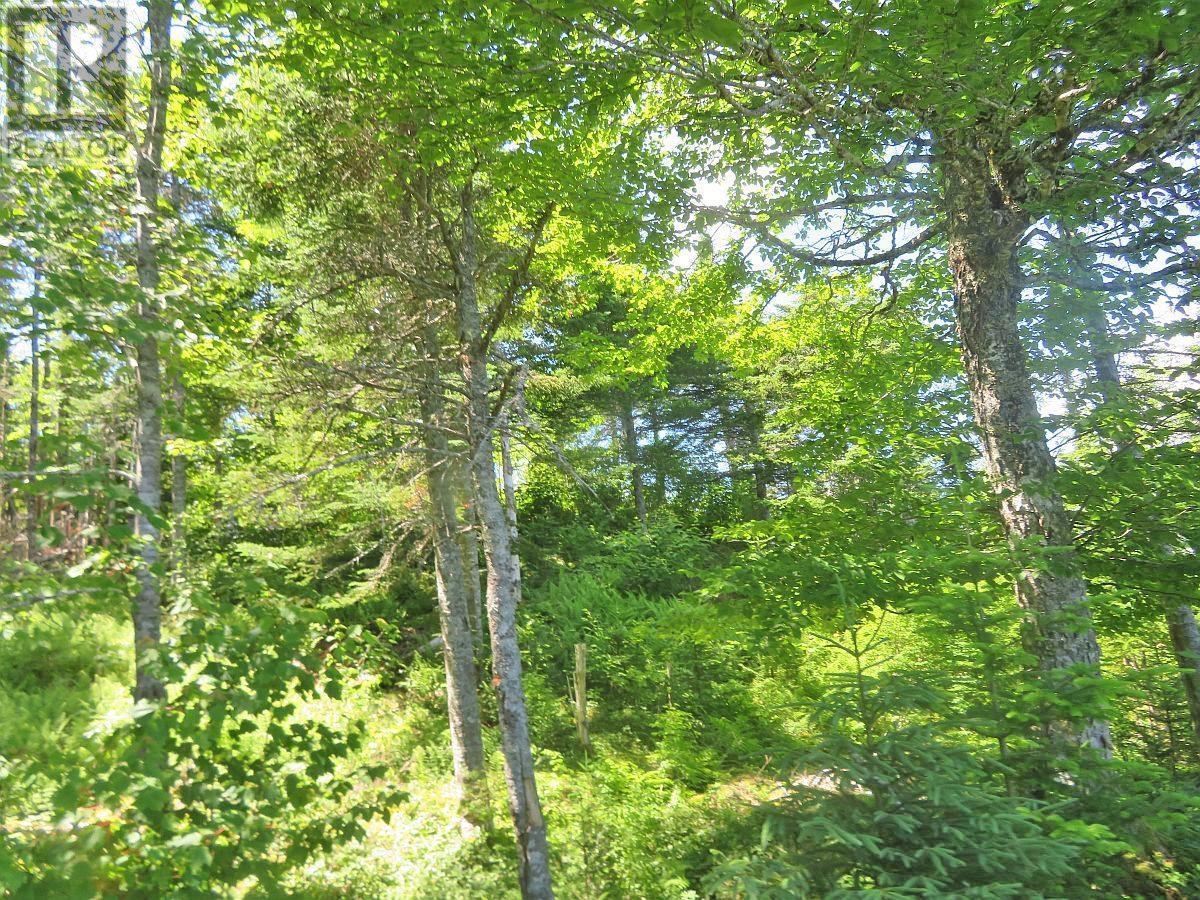 Lorem Ipsum Dolor Si, French Road, Nova Scotia  B1K  - Photo 3 - DEMO25195495