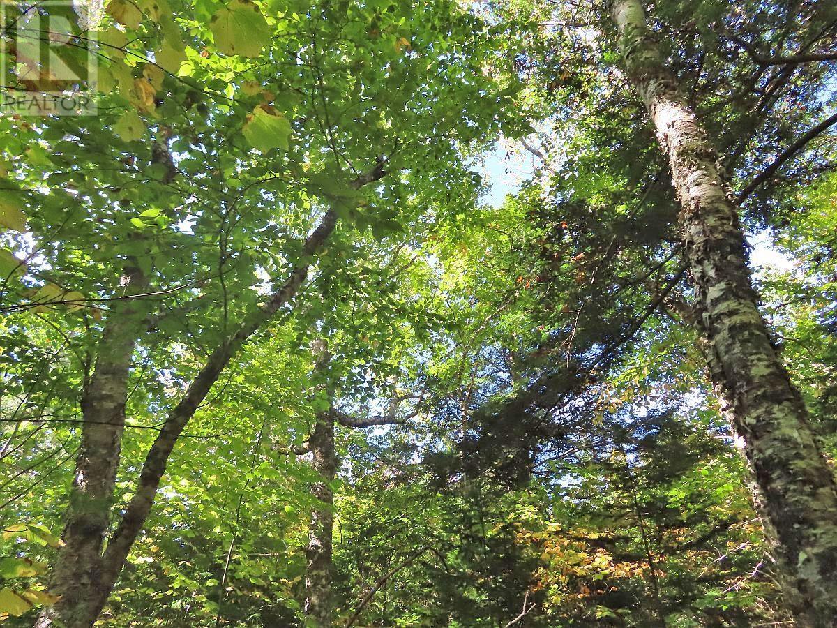 Lorem Ipsum Dolor Si, Malagawatch, Nova Scotia  B0E  - Photo 15 - DEMO25195563