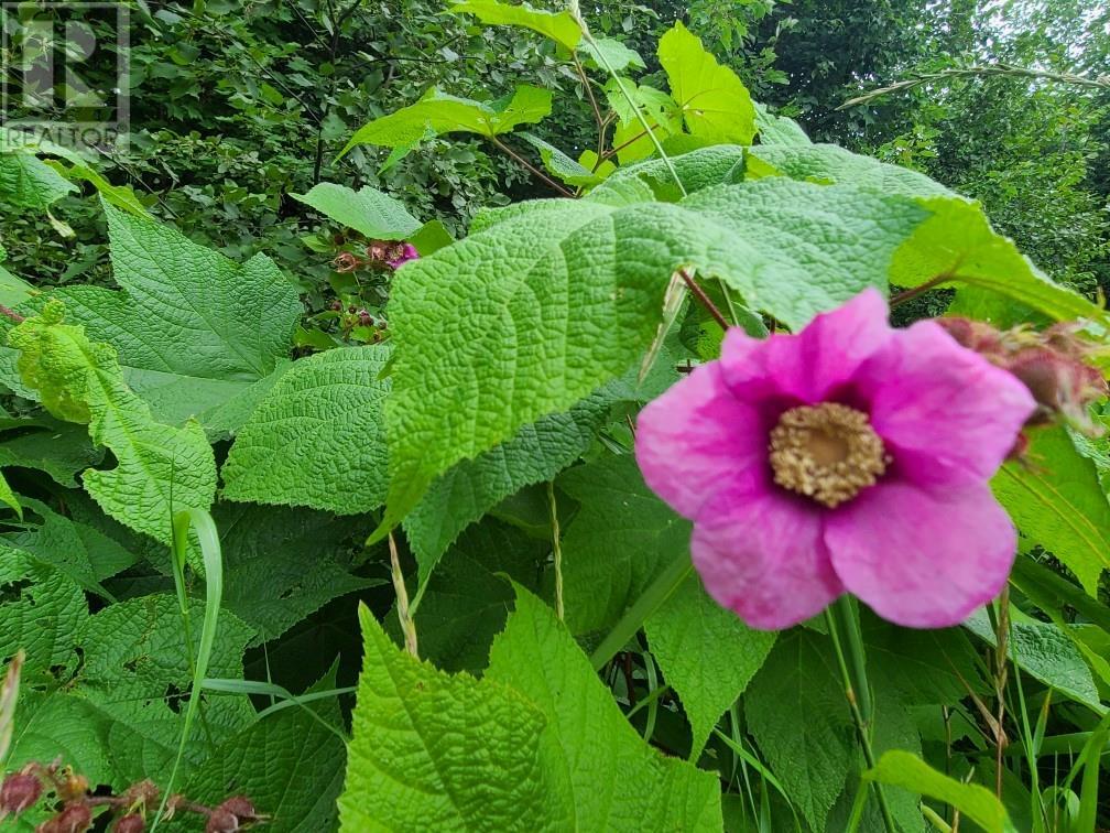 20 Peplinskie Homestead Road, Wilno, Ontario  K0J 2N0 - Photo 5 - 1329454