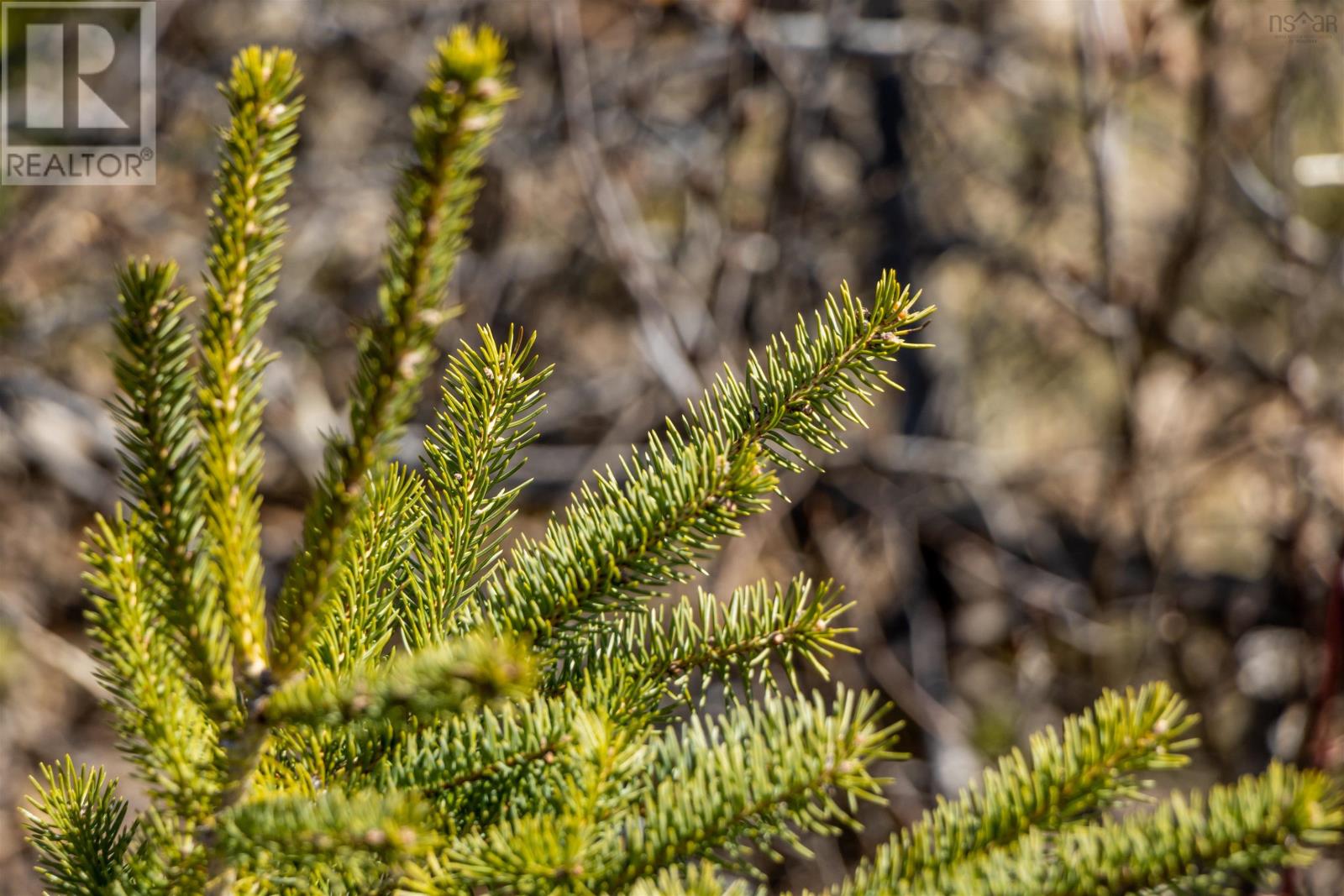 Lorem Ipsum Dolor Sit Amet,, Mountain Front, Nova Scotia  B0P  - Photo 20 - DEMO25195862