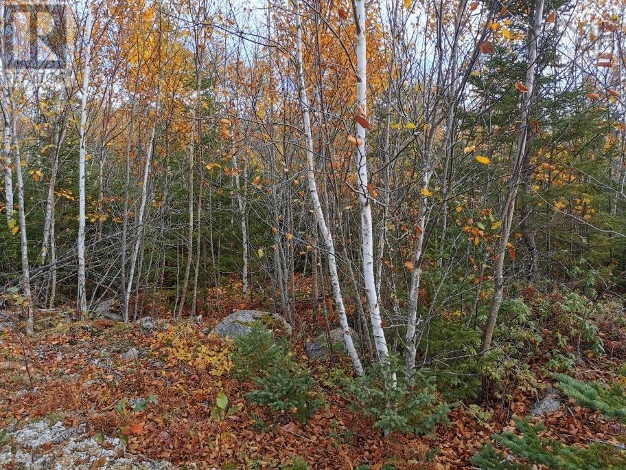 Lorem Ipsum Dolor Sit, East River, Nova Scotia  B0J  - Photo 5 - DEMO24611302