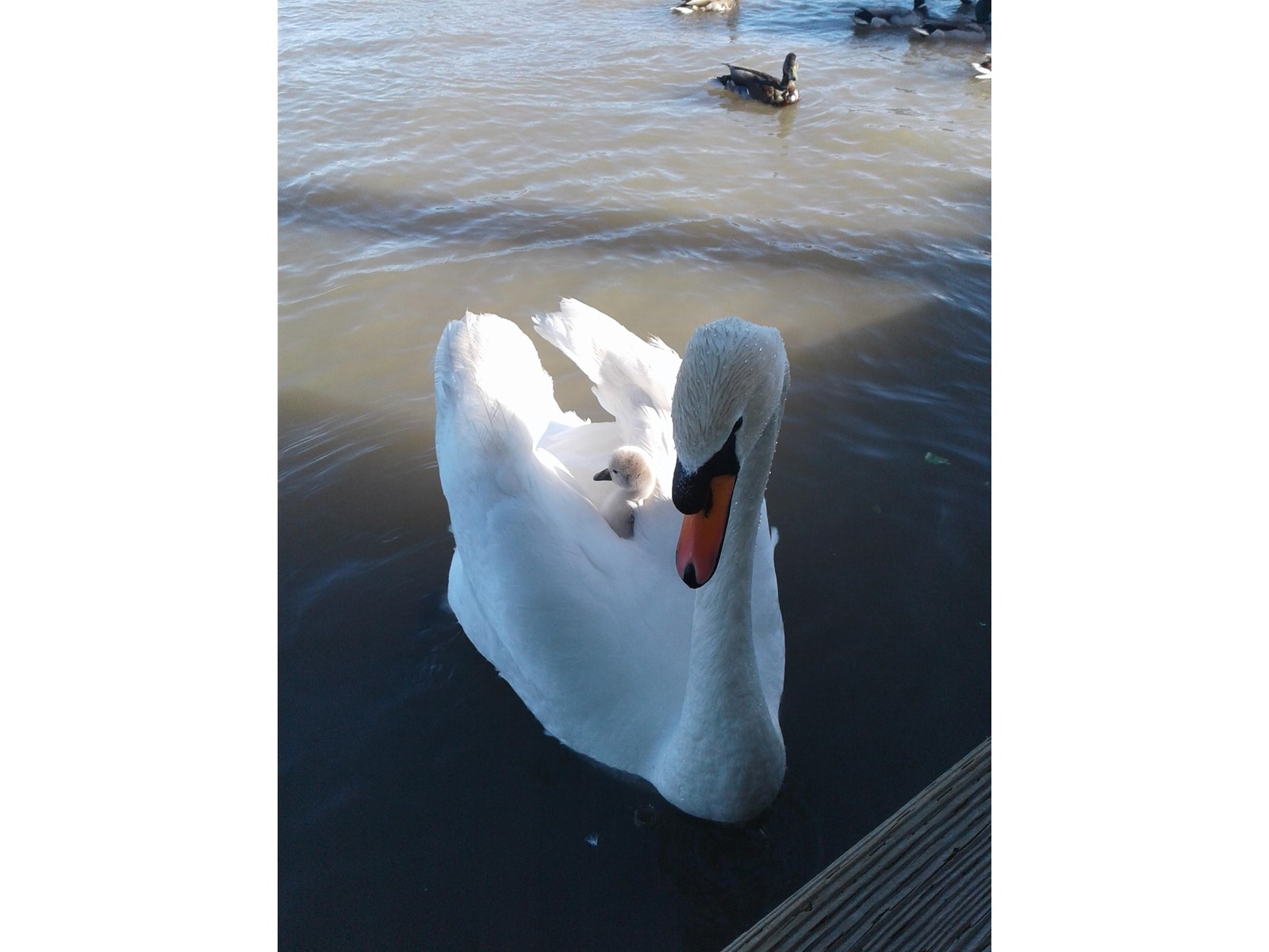 6 750 South Dyke Road, New Westminster, British Columbia  V3M 4Z8 - Photo 39 - R2765885