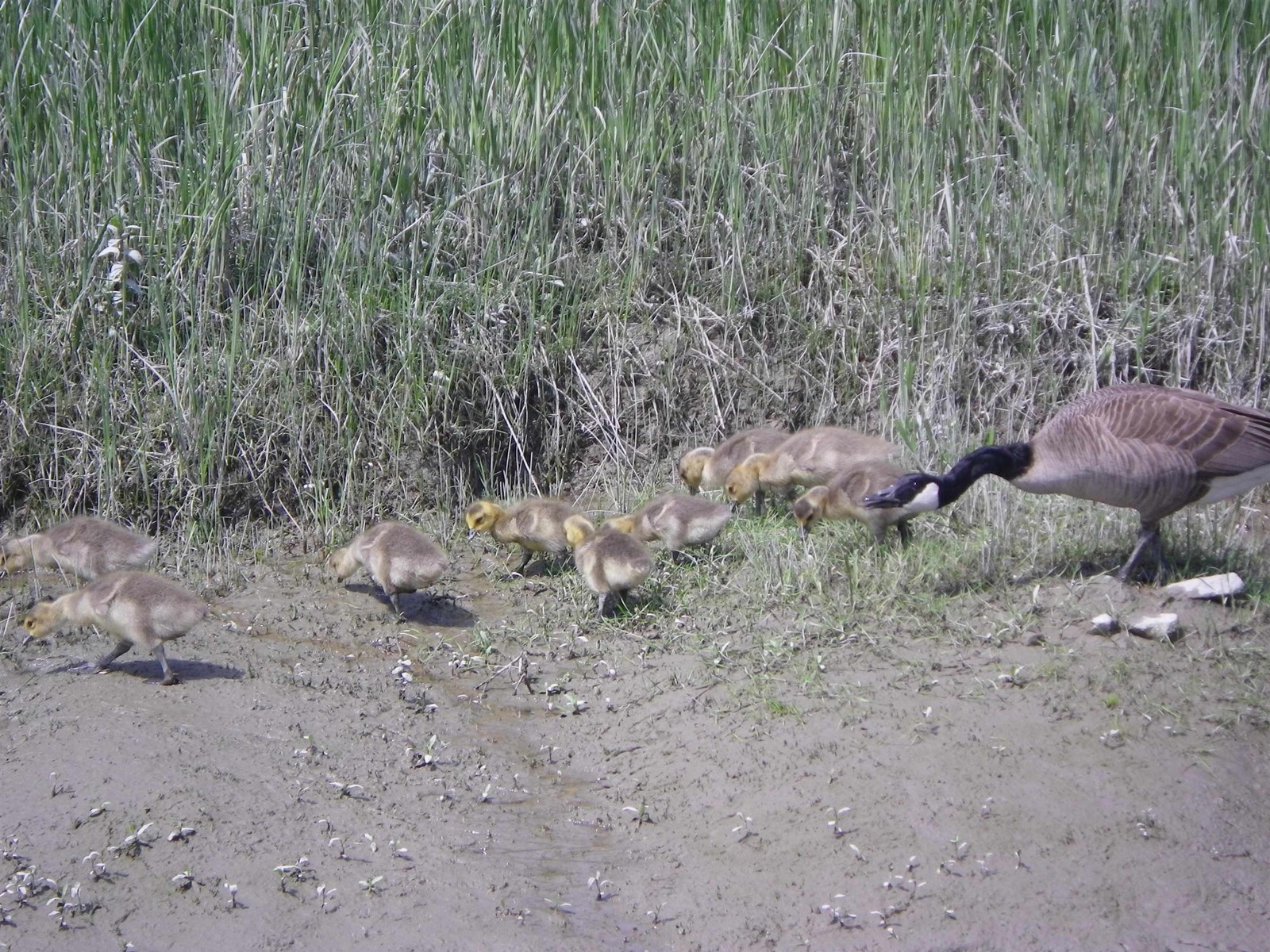 6 750 South Dyke Road, New Westminster, British Columbia  V3M 4Z8 - Photo 40 - R2765885