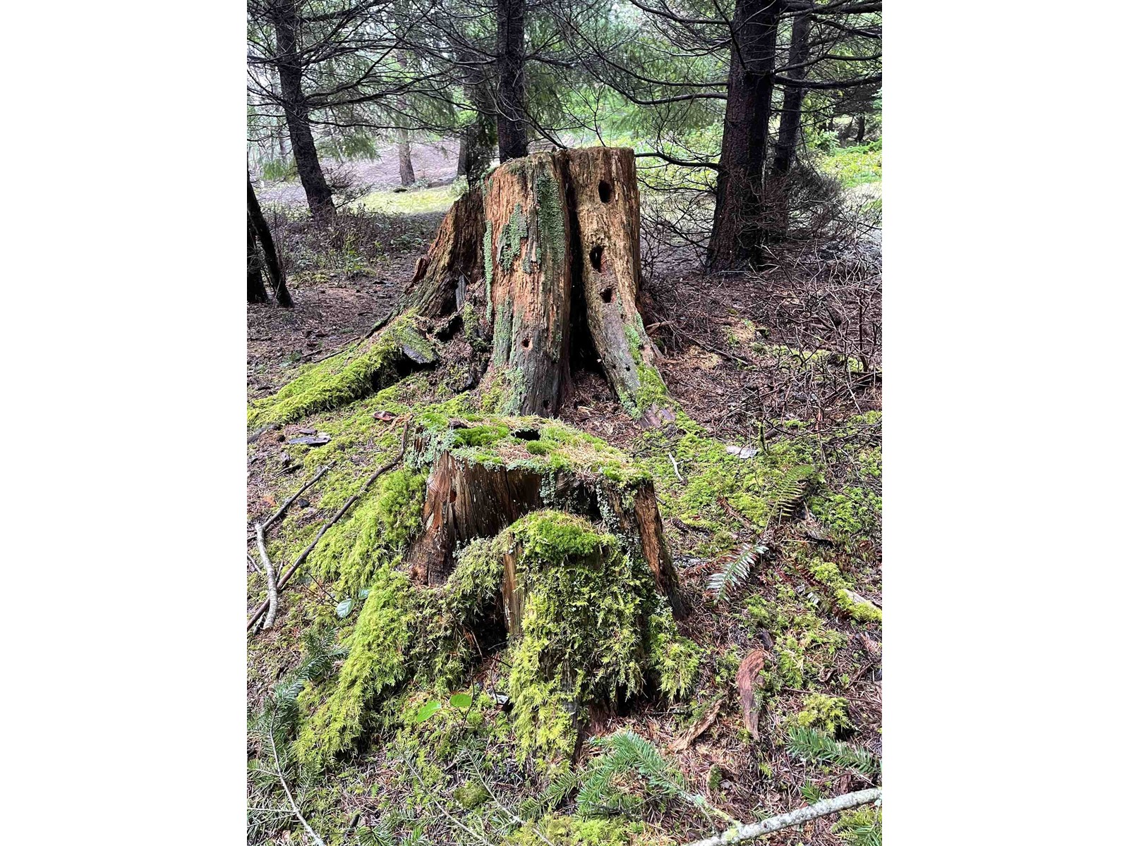 Lot B Seymour Road, Gabriola Island, British Columbia  V0R 1X6 - Photo 12 - R2781511