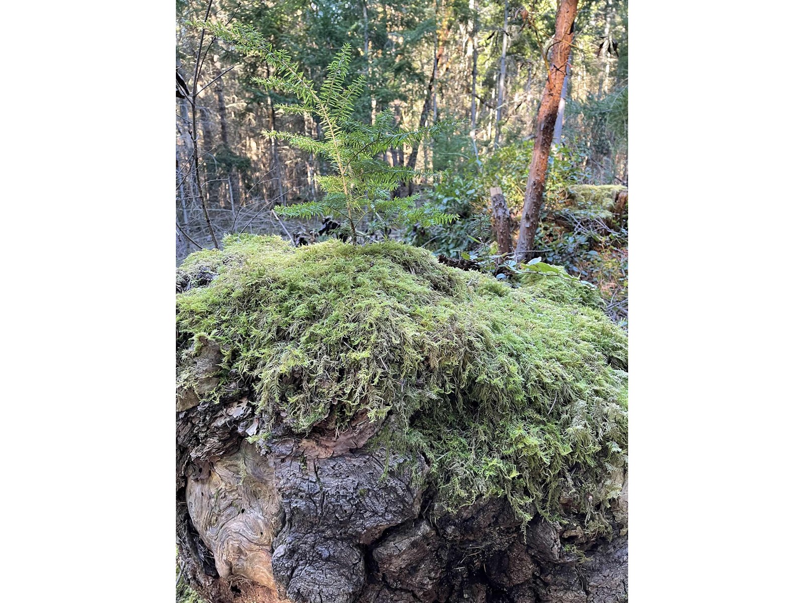 Lot B Seymour Road, Gabriola Island, British Columbia  V0R 1X6 - Photo 11 - R2781511