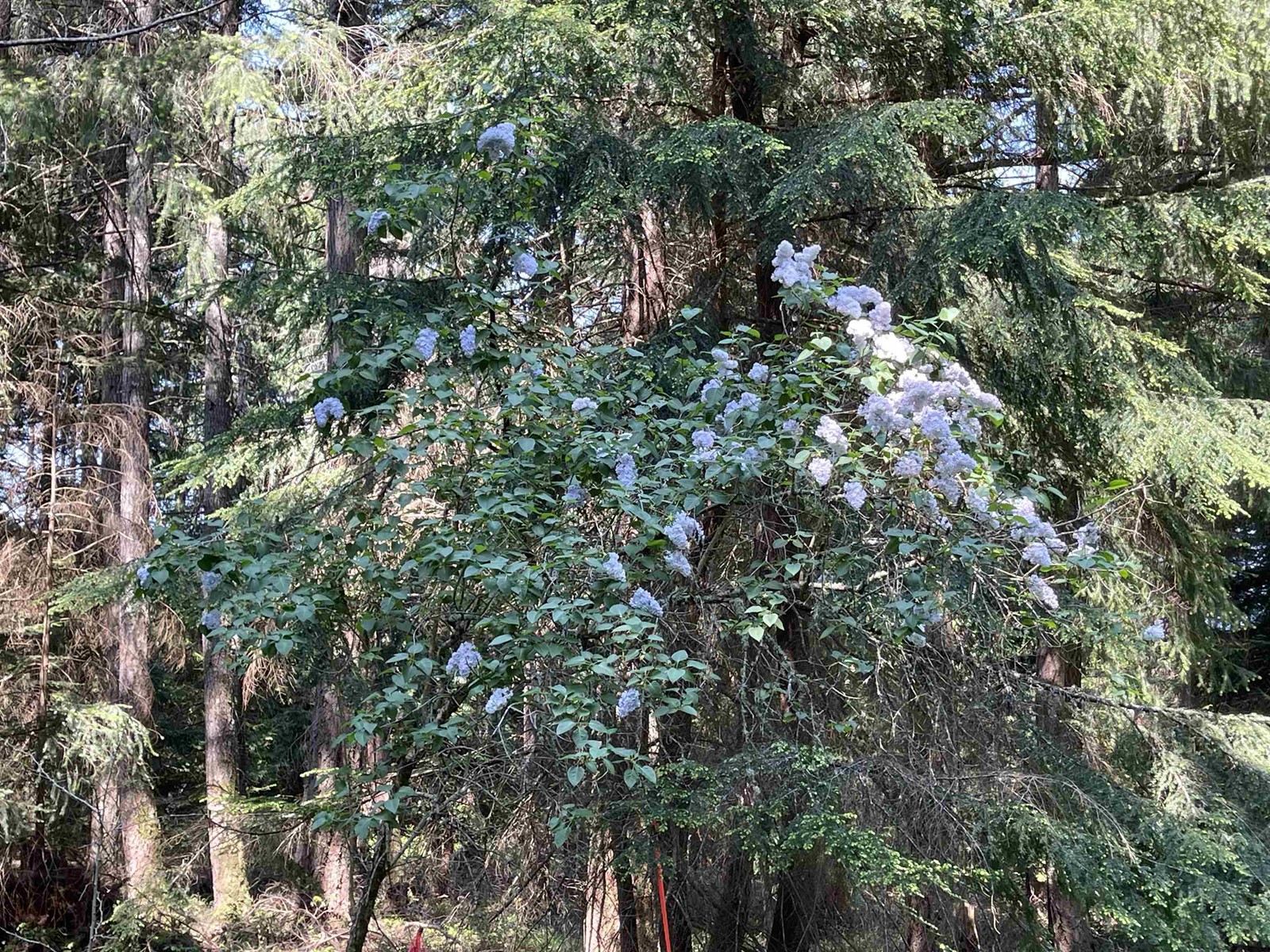Lot B Seymour Road, Gabriola Island, British Columbia  V0R 1X6 - Photo 13 - R2781511
