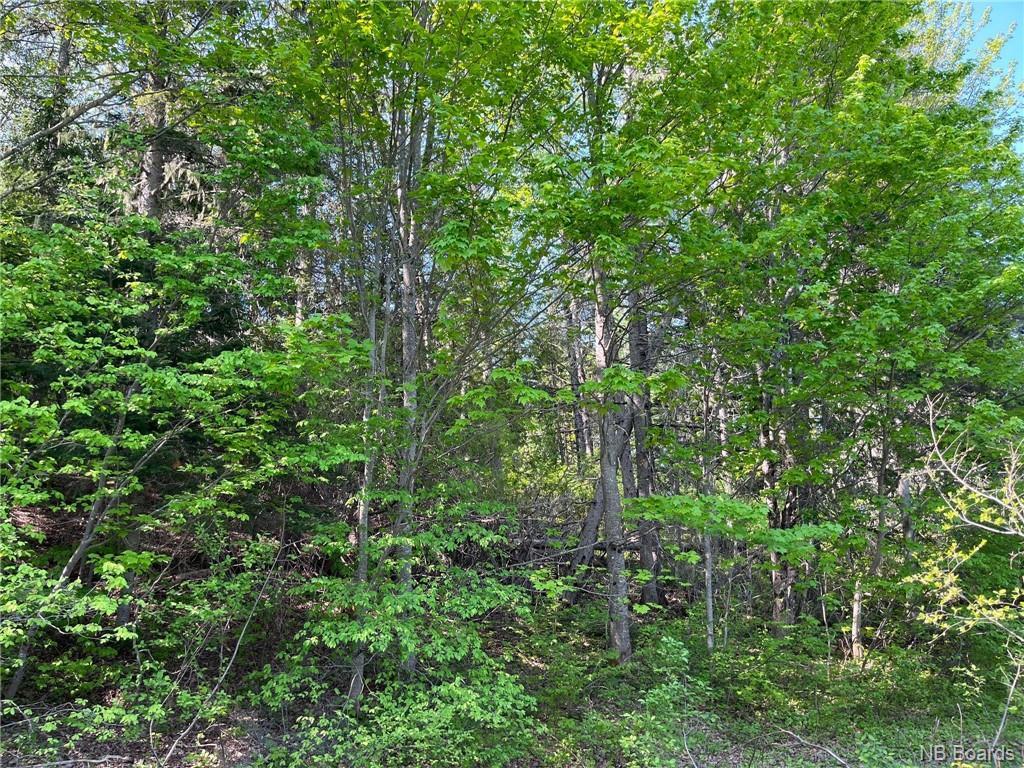 5250 Sq M Route 420, Sillikers, New Brunswick  E9E 1T7 - Photo 7 - NB057111