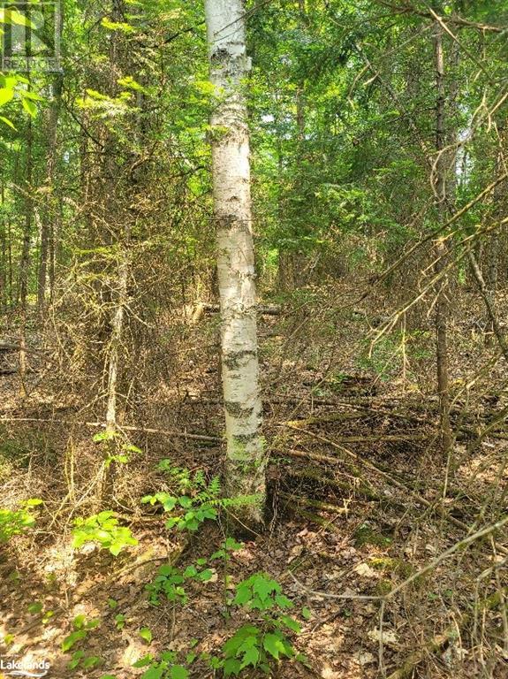 0 Muskrat Valley Road, Magnetawan, Ontario  P0A 1P0 - Photo 2 - 40431955