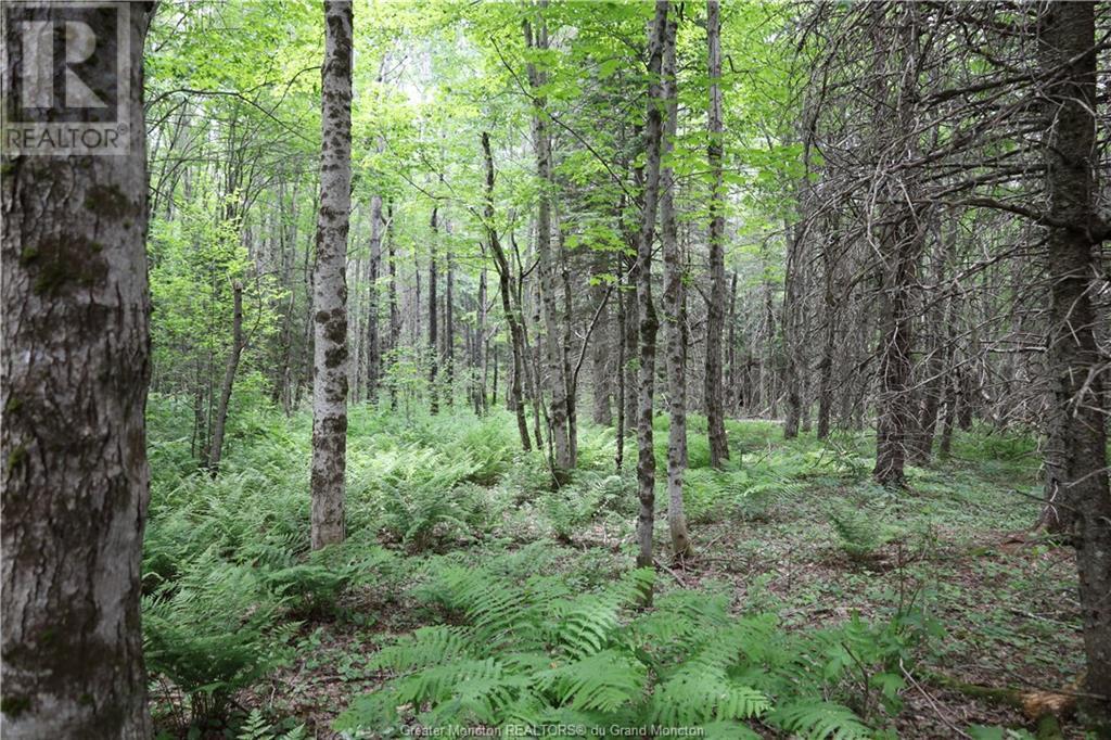 Lot 23-10 North Barnaby Rd, Barnaby River, New Brunswick  E1N 6G4 - Photo 11 - M153028