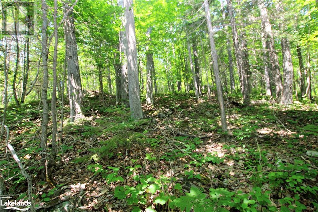 0 Odorizzi Road, Golden Valley, Ontario  P0H 1N0 - Photo 14 - 40449487